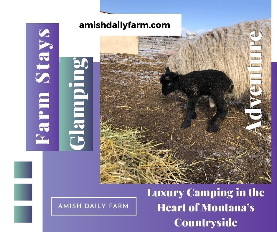 For those who enjoy nature but aren’t keen on traditional camping, glamping is the perfect solution. Combining the charm of camping with the comforts of a hotel, glamping at Amish Daily Farm provides guests with a luxurious outdoor experience like no other.