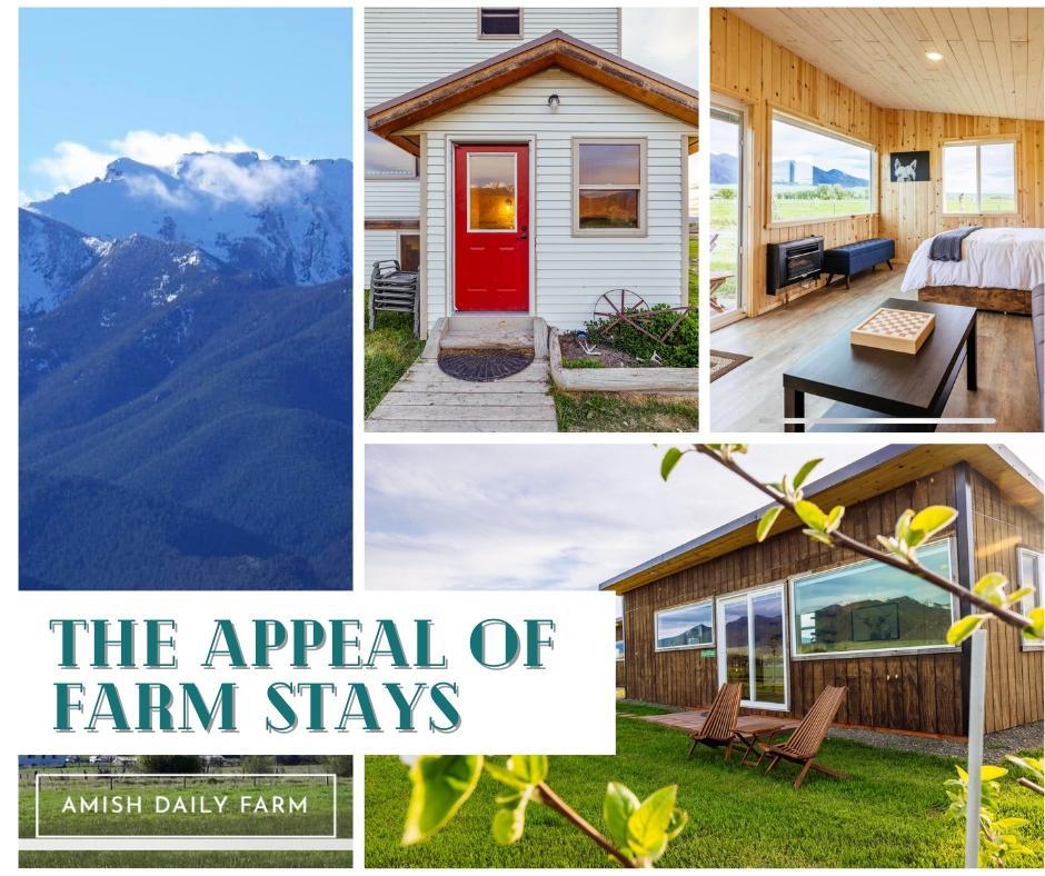 Farm stays are a growing trend for travelers seeking an authentic, immersive experience in the countryside. At Amish Daily Farm, we offer a variety of accommodations that allow guests to stay on the farm and take part in daily farm activities, such as collecting eggs, milking cows, or feeding livestock.